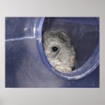 Chinchilla baby peek-a-boo posters