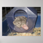 Chinchilla mom catching a few Zzzzz's Posters