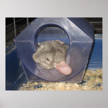 Chinchilla mum catching a few Zzzzz's Posters