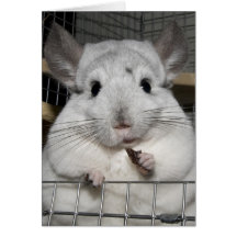 Chinchilla nibbling a raisin! card
