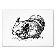 Chinchilla Photo