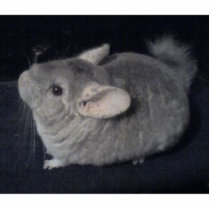 Chinchilla Shaped Keychain Cut Outs