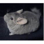 Chinchilla Shaped Keychain photo sculptures