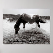 Chincoteague Island Pony Print