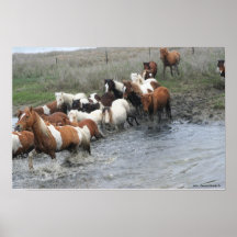 Chincoteague Ponies Canvas Print
