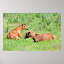 Chincoteague Ponies - Mares Resting Print