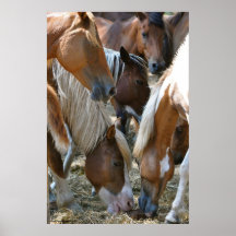 Chincoteague ponies print