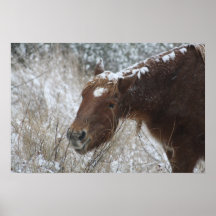 Chincoteague Pony Canvas Print