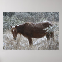 Chincoteague Pony Canvas Print