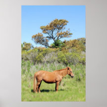 Chincoteague Pony Poster