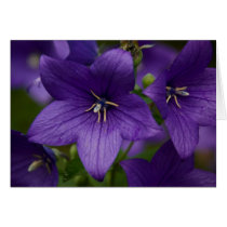 Chinese Bellflower Card