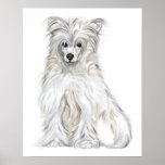 Chinese Crested Powder Puff posters
