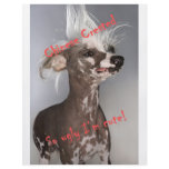 Chinese Crested So Ugly I'm Cute flyers