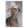 Chinese Crested So Ugly I'm Cute