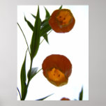 Chinese Lantern03 posters