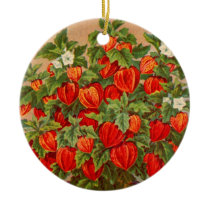 Chinese Lantern Plant