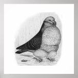 Chinese Owl Ink Drawing Posters