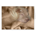 Chinese Shar Pei Camouflage, Wrinkle Hiding Spot cards