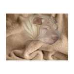 Chinese Shar Pei Camouflage, Wrinkle Hiding Spot postcards