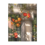 Chinese Trumpet Creeper Post Cards