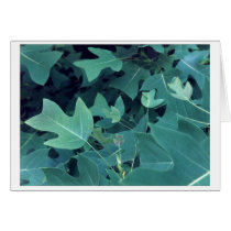 Chinese Tulip Tree Card