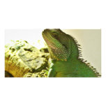 Chinese Water Dragon photo cards