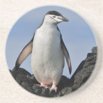 Chinnie Coaster