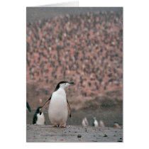 Chinstrap Penguin Card