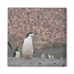 Chinstrap Penguin Magnet