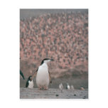Chinstrap Penguin Postcard