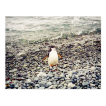 Chinstrap Penguin, postcard