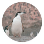Chinstrap Penguin Sticker
