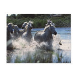 Chintoteague Ponies Crossing Channel Postcards