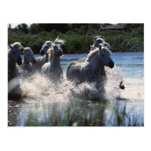 Chintoteague Ponies Crossing Channel Postcards