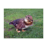 Chipduck Post Cards
