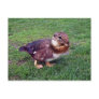 Chipduck Post Card