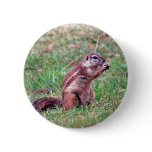Chipmunk buttons
