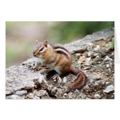 Chipmunk Cards by Captain_Panama