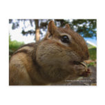 Chipmunk Close-Up postcards