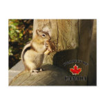 Chipmunk eating Mushrooms postcards