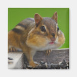 Chipmunk Fridge Magnets