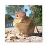 Chipmunk -Magnet