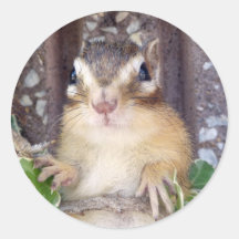 Chipmunk photo　(20-3) シール