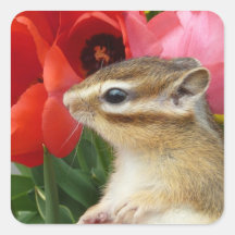 Chipmunk photo　(30) シール