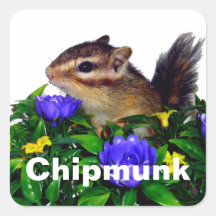 Chipmunk photo　(4)　type1 square sticker