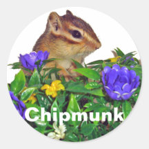 Chipmunk photo　(4)　type2 シール