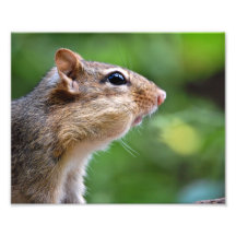 Chipmunk Photo Art