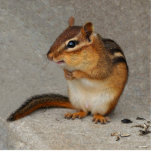 Chipmunk Photo Sculpture photo sculptures