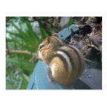 Chipmunk Postcards