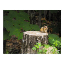 chipmunk resting on tree stump postcards